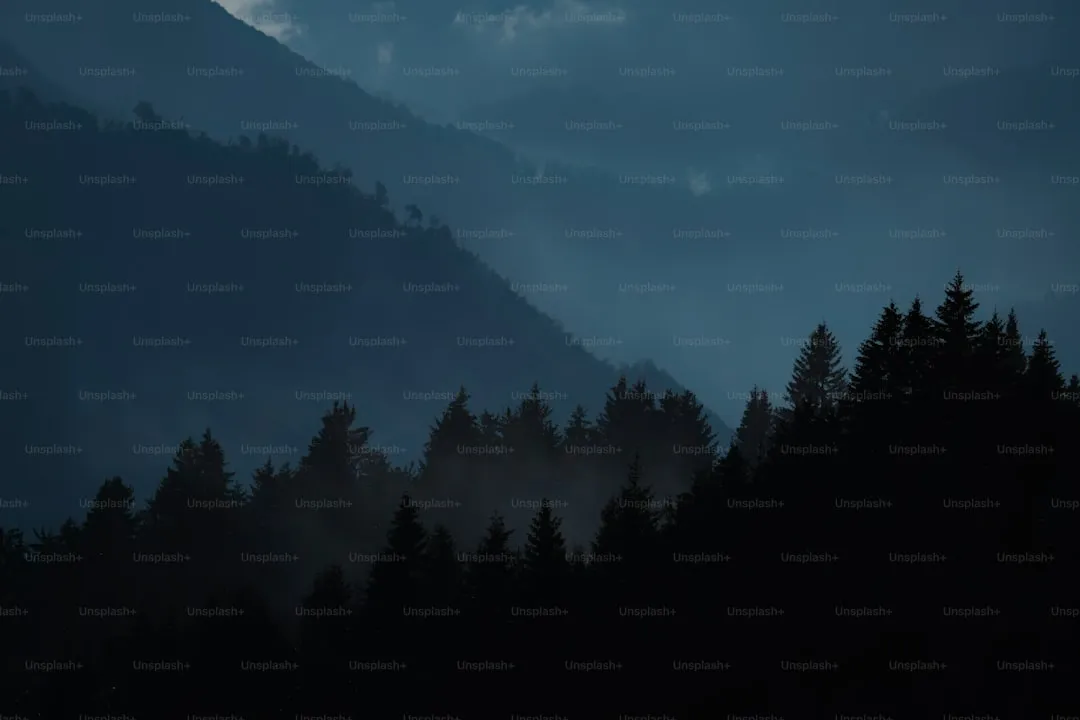 a dark forest filled with lots of trees under a cloudy sky